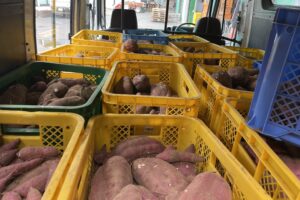 たくさんのさつまいもを頂きました🍠 たくさんのさつまいもを頂きました🍠