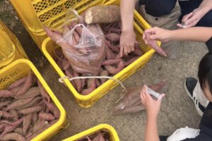 やっぱり人気のさつまいも